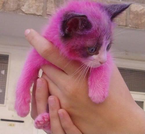 Pink Kitty Pictures, Images and Photos