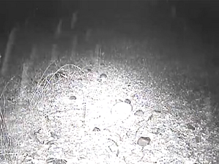 113014rainstreaks_zps07dfe509.png