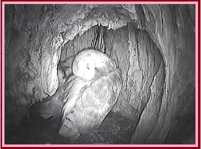 5%2021%2016%20owlet%20grown%20up_zpsue2wm972.png