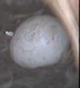 theeggon431424daysold_zpsff83d9bf.png