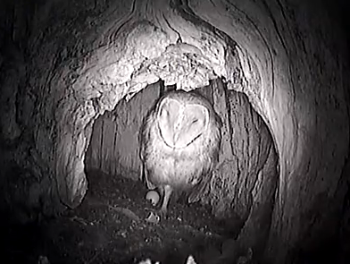 owlathomewithegg4414_zpsaf68839f.png