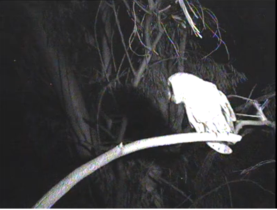 owllanded4414female_zpsb52ec697.png