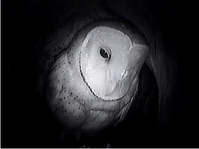 female47142_zps17b1c888.png
