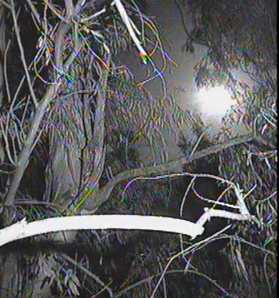151amon42014_zps70aeef43.png