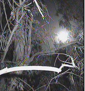 moonriseat137on42014_zps47e88605.png
