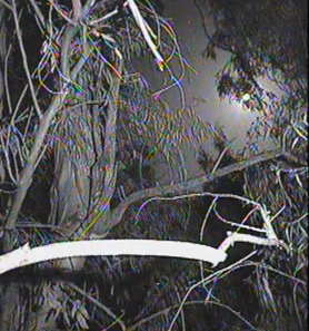 157amon42014_zps03c411b9.png