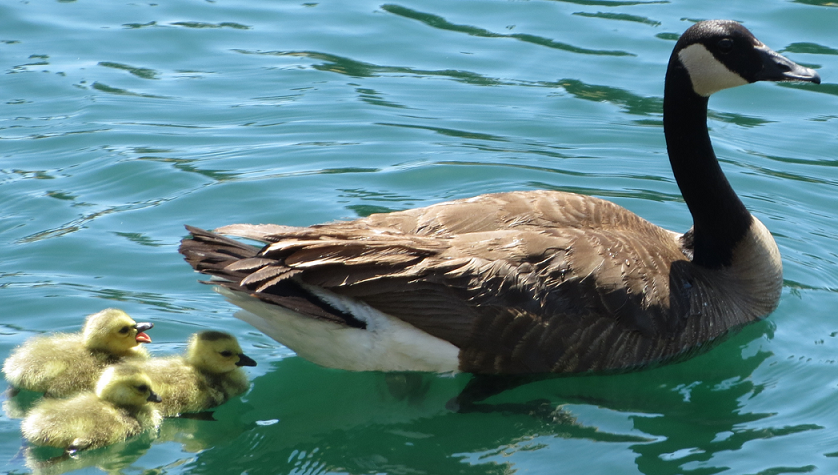 newcanadagoosemama5314_zps89a632e4.png