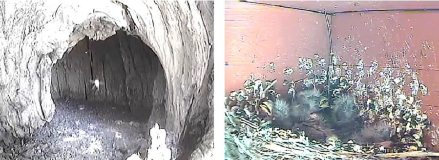 beeinritzfinchesinnest_zps43deb514.png