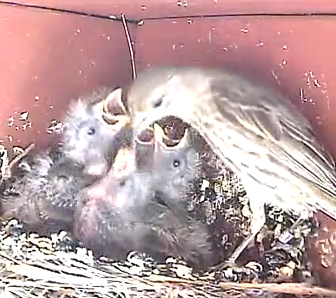 feeding2on5814_zpsfd765d9a.png