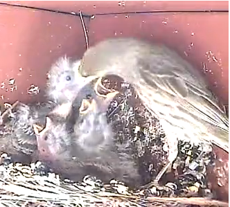 feeding3_zps45ffd6f8.png