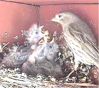 feeding5814_zpsae0d9fbb.png