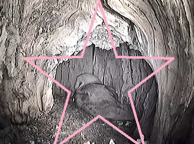 thestarofstarrranch32114_zps64d65823.png