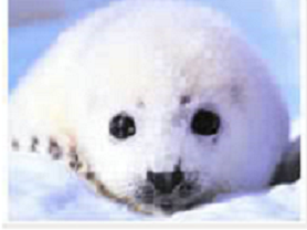 sealpupface_zpsf219a2c3.png