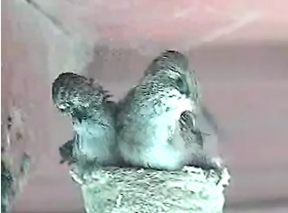 SRHBpreening2817.png