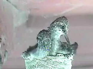 SRHBpreening817.png