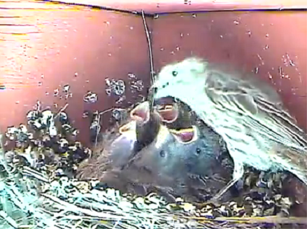 fivelilfinches3on5914_zpsc3b086cb.png