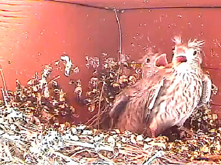 51514twohothungryfinches_zps83ae09d0.png