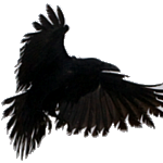 crow. Avatar
