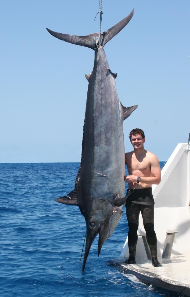 Record Black Marlin