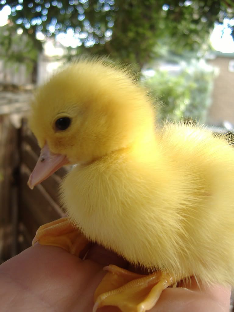 Duckling.jpg