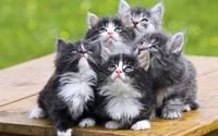 4cats-are-looking-up.jpg