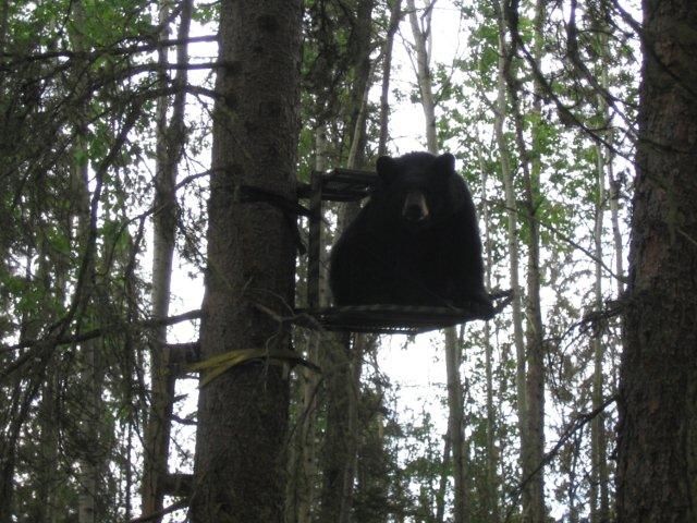 BearinTreestand.jpg