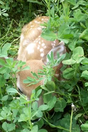 IMG_20110527_1344021.jpg
