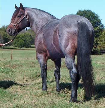 Quarter Horse photo: Quarter Horse Quarter-Horse.jpg