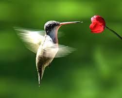 Animales