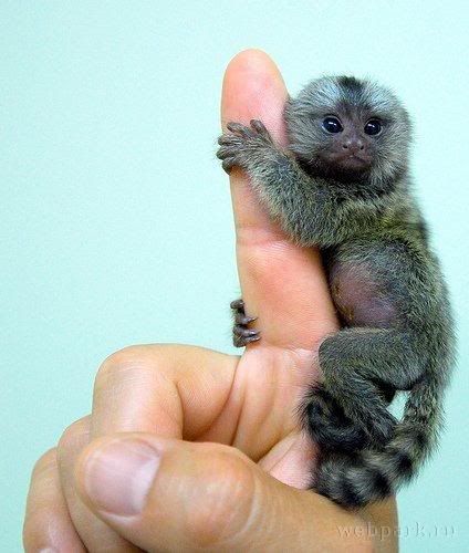 pequeños