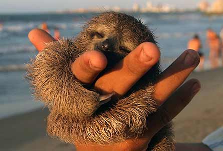 los animales mas pequeños del mundo