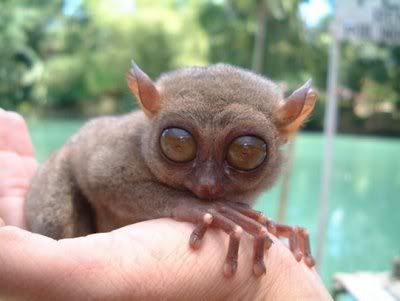 pequeños