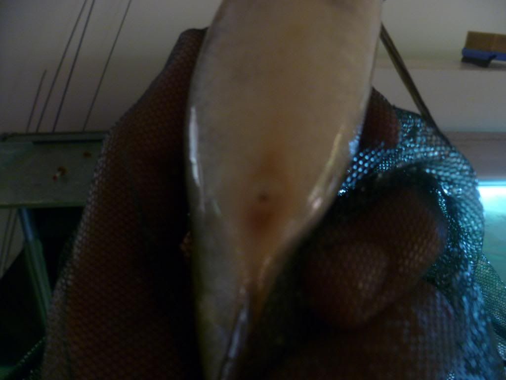 fish3b.jpg