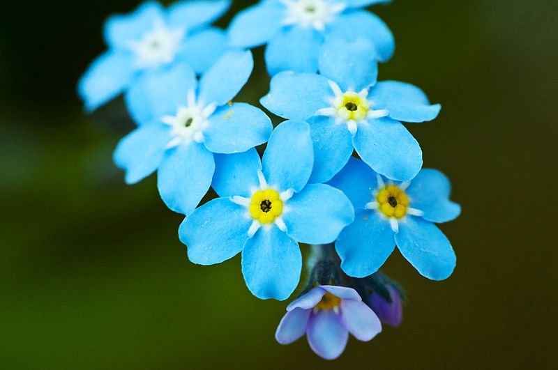 Flowers - forget-me-not Цветы - незабудки " PixelBrush - Портал о дизайне. Скачать фото, картинки, обои, рисунки, иконки, клипар