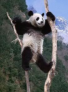 photo panda-in-a-tree_zps4556ef16.jpg