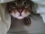 bad kitty! (sigh)