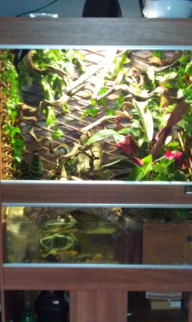 Mixed lizard/fish tank? Reptile Forums