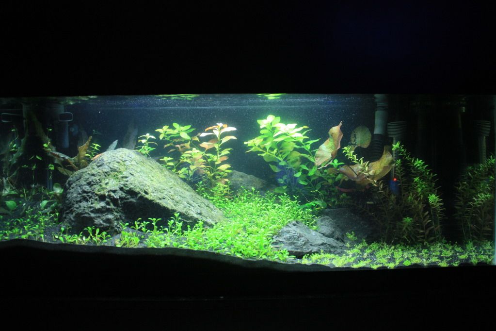 20 Gallon Aquascape Aquatic Plant Central