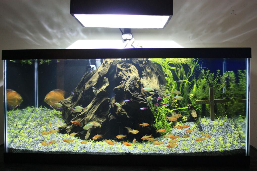 40 gallon breeder aquascape