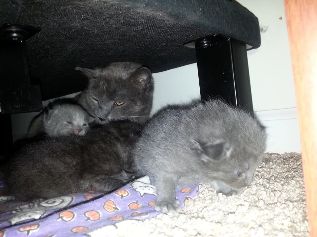 i1210.photobucket.com