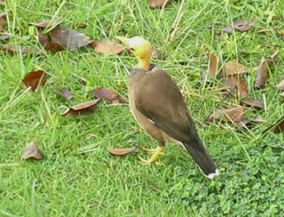 bird2.jpg