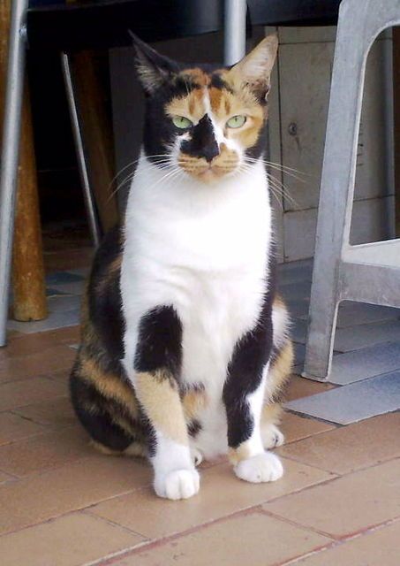 cat3.jpg