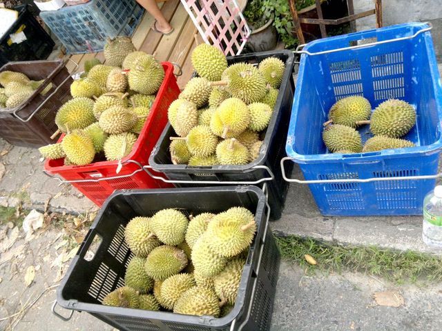 durian2.jpg