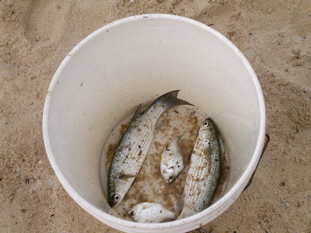 milkfish.jpg