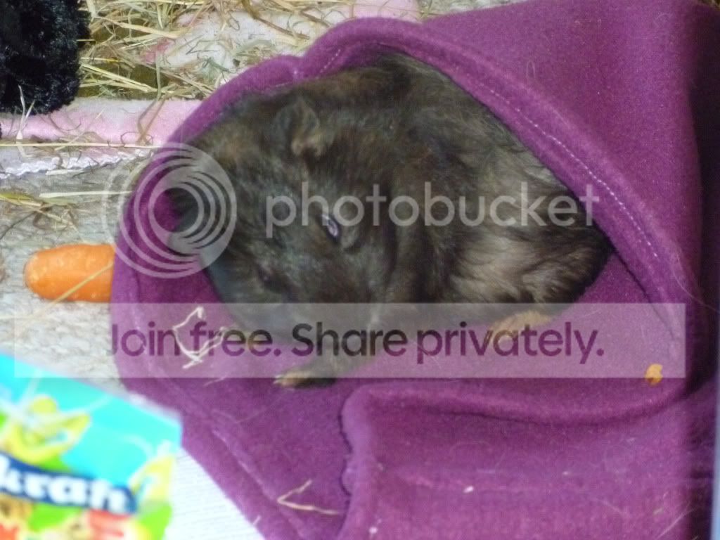 Spikesleeping.jpg