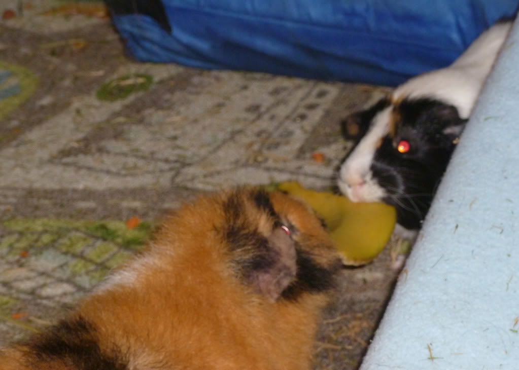 banana.jpg