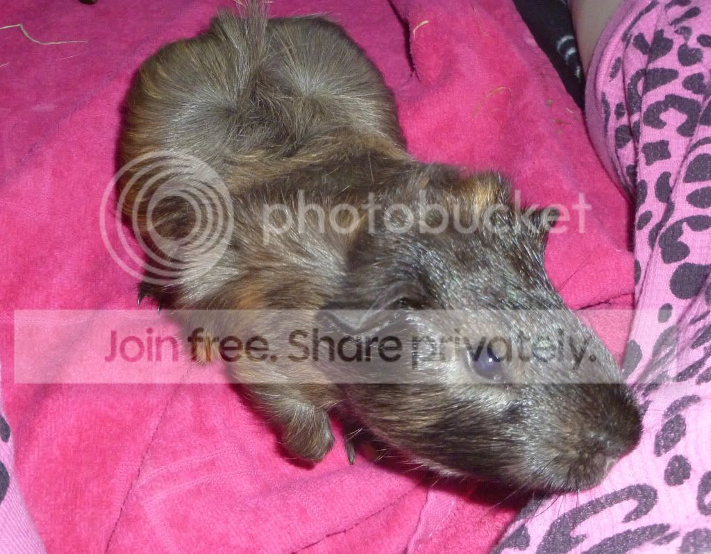 bigboyspike.jpg