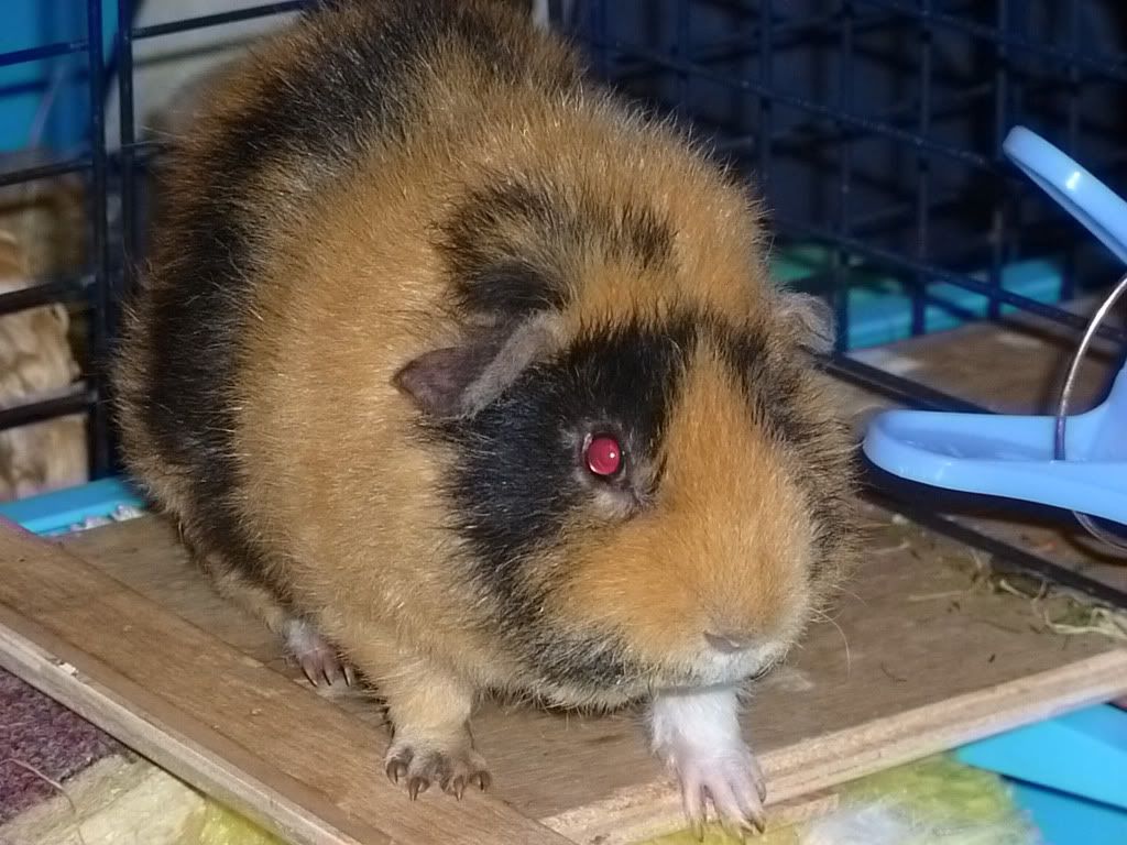 bigfluffyJem.jpg