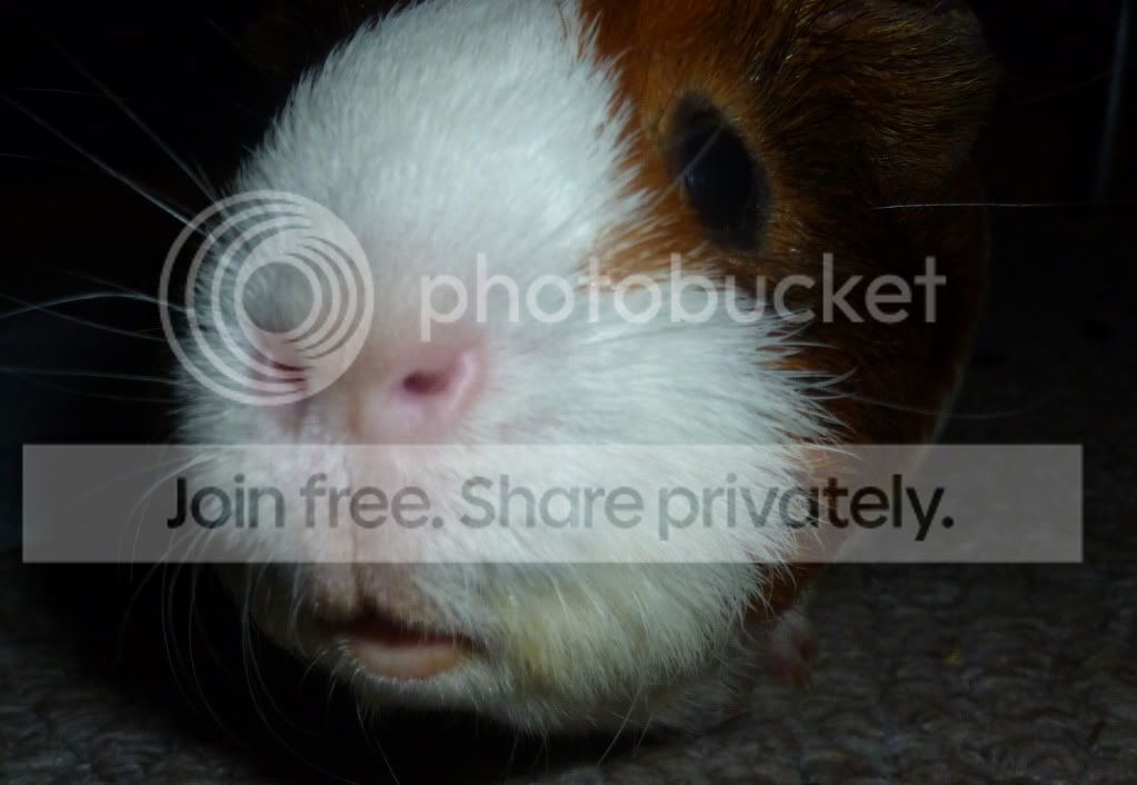 dougalpiggylips.jpg