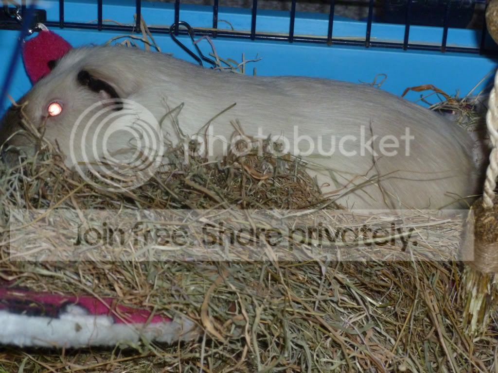 hammock.jpg